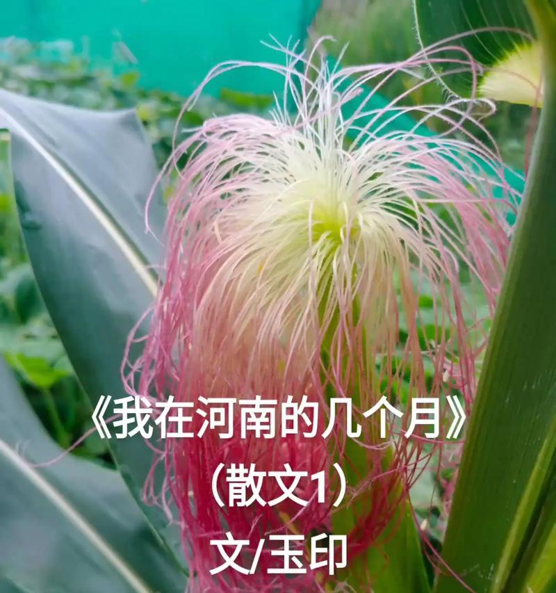 一个寻找彩虹的小女孩的故事（一个寻找彩虹的小女孩的故事）-第1张图片-学作网