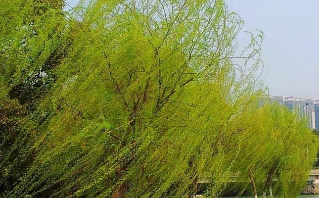 春之柳（一位追寻柳树之神的旅人）-第2张图片-学作网