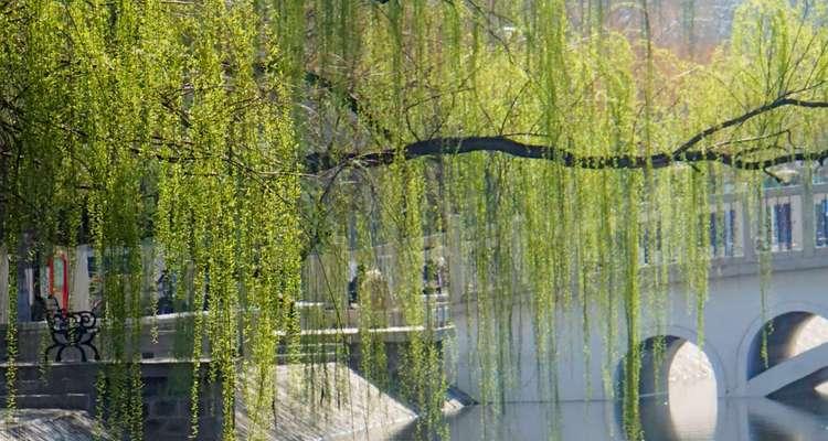 春之柳（一位追寻柳树之神的旅人）-第3张图片-学作网