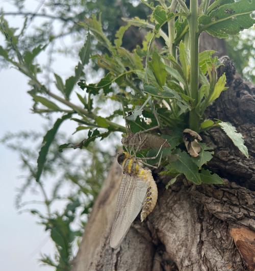 万物生灵生辉：荒山之巅-第2张图片-学作网