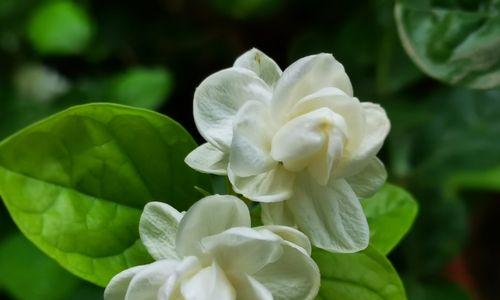 茉莉花恋（以美丽的茉莉花为主题写一篇小故事）-第3张图片-学作网