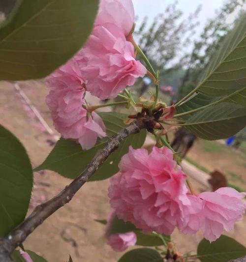 永远不凋谢的春天（永远不凋谢的春天）-第1张图片-学作网