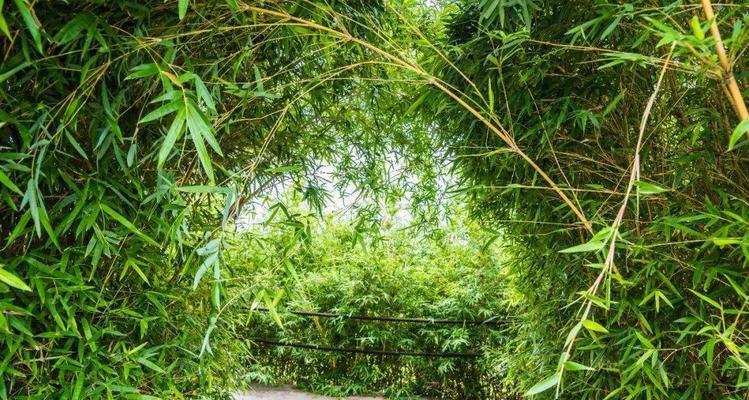 失去的岁月（记忆里的花朵）-第1张图片-学作网