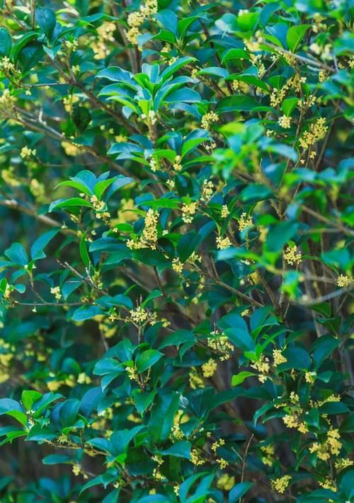 桂花香（一场香气的故事）-第3张图片-学作网