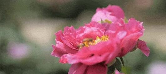 花开的时光-第1张图片-学作网