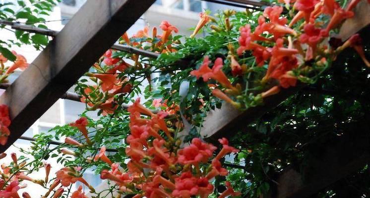 花开的时光-第3张图片-学作网