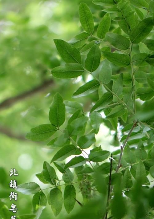 故乡-第1张图片-学作网
