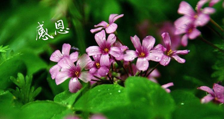 感恩生命——爱的力量（一位乐观的癌症患者的故事）-第3张图片-学作网