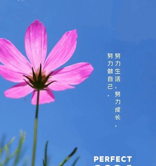 一步步追逐梦想（一个年轻人的故事）-第1张图片-学作网