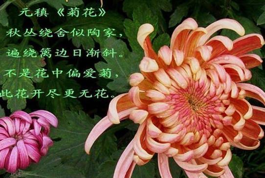 一朵菊花的成长之路（从幼苗到盛放，见证了他们的悲欢离合）-第3张图片-学作网