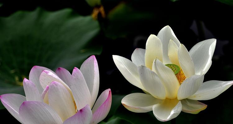 花开如梦——一个关于圣洁花卉的故事-第1张图片-学作网