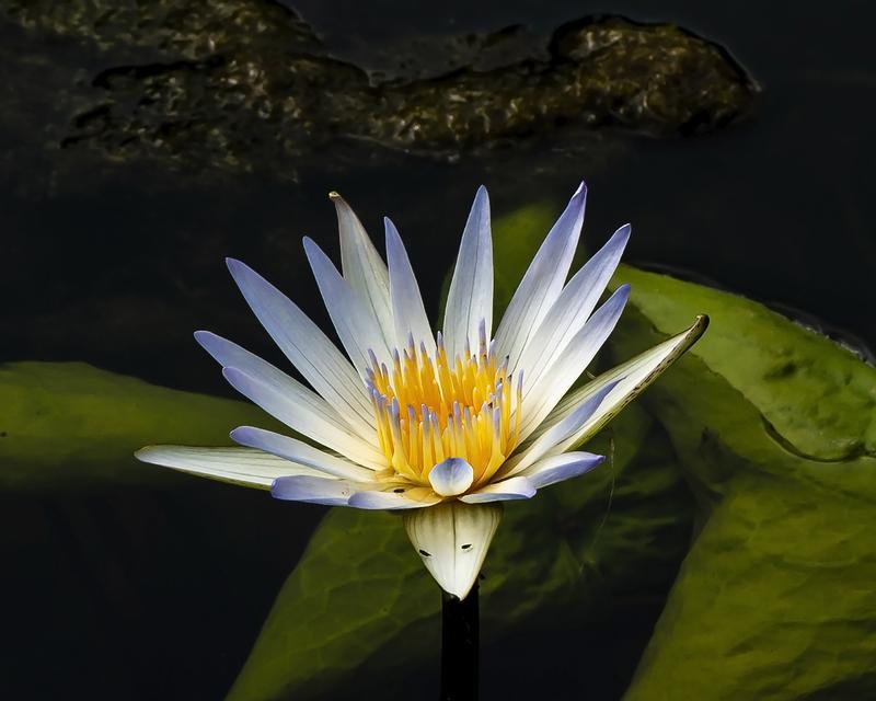 花开如梦——一个关于圣洁花卉的故事-第3张图片-学作网