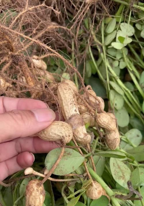 花生季节（探索人类的记忆世界，领略花生季节的神秘魅力）-第2张图片-学作网