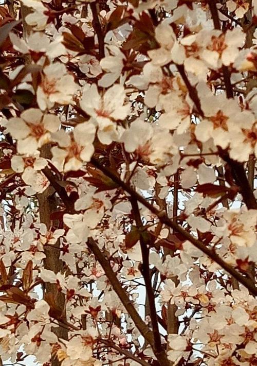 春色满园，花香醉人——一个关于春天的小故事（春天来临，带来了无尽的欢乐和希望）-第2张图片-学作网