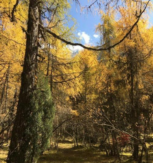 EmbracingtheBeautyofNature:AJourneyofDiscovery-第2张图片-学作网
