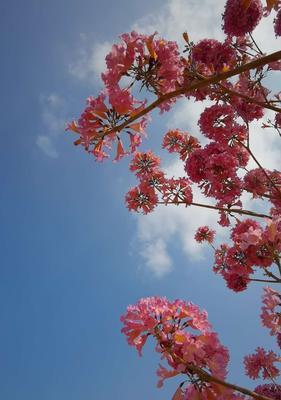 记忆中的花海（一个美丽的童年回忆）-第1张图片-学作网