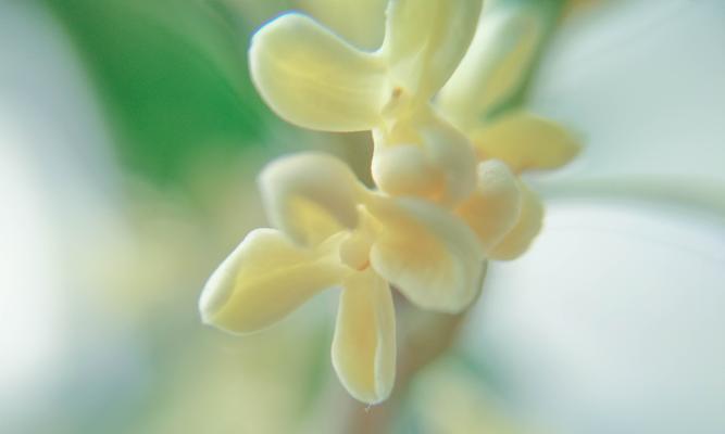 桂花的香气（一朵桂花的故事）-第1张图片-学作网