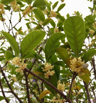桂花的香气（一朵桂花的故事）-第3张图片-学作网
