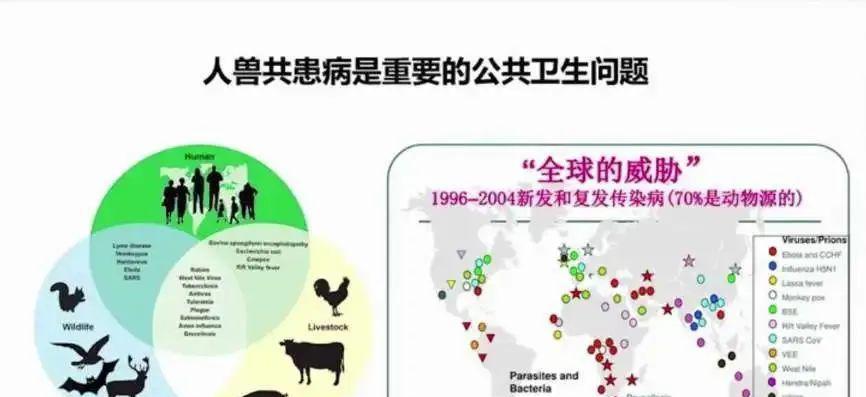 相遇，相知，相守——人与动物的故事（无论是友情，还是爱情，只要有真心，就能跨越界限）-第2张图片-学作网