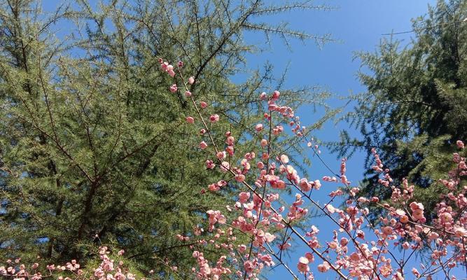 春天的生机（一个农村女孩的成长故事）-第2张图片-学作网