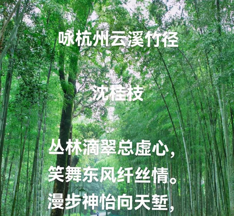 竹韵悠长——一段关于竹子的故事-第2张图片-学作网
