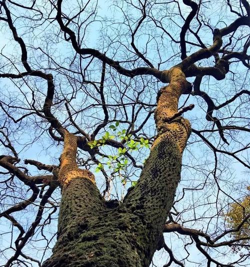那个美丽的夏日（盛开在花海里的幸福）-第2张图片-学作网