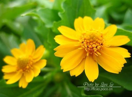 娇贵的花朵（花香四溢的温室）-第1张图片-学作网