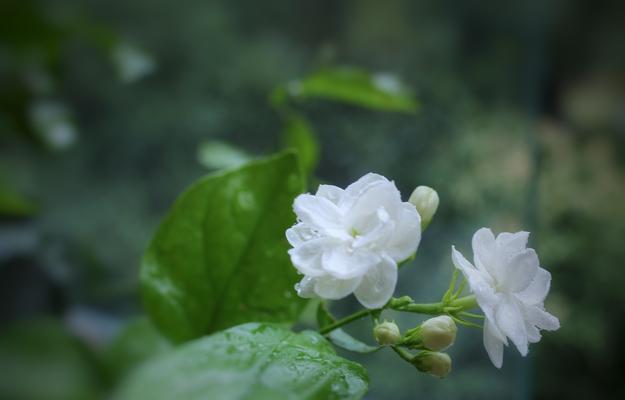 小雨在这个城镇里一直寻找着生命的意义。在她的心中，茉莉花就像一盏明灯，为她照亮了前行的路途。-第1张图片-学作网