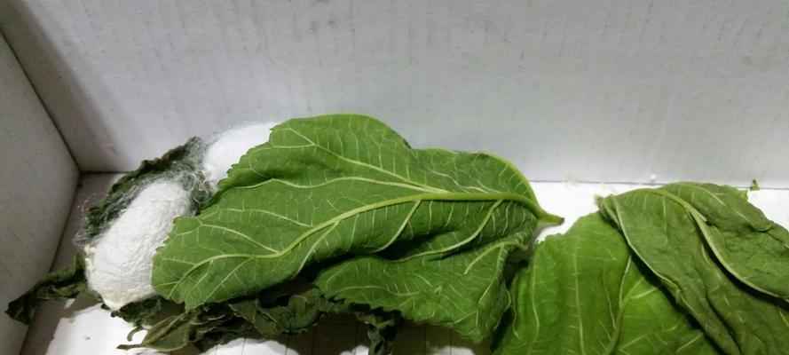 蚕姑娘的蜕变-第1张图片-学作网