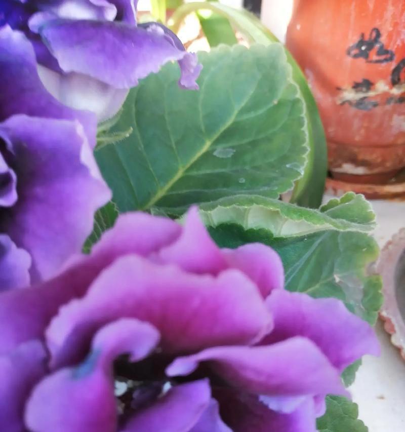 阳光下的美好生活（一个晴朗的周末）-第1张图片-学作网