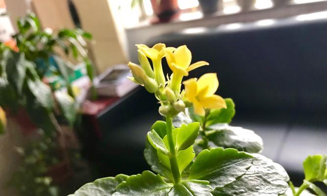 缘起一朵花（生命之美）-第3张图片-学作网