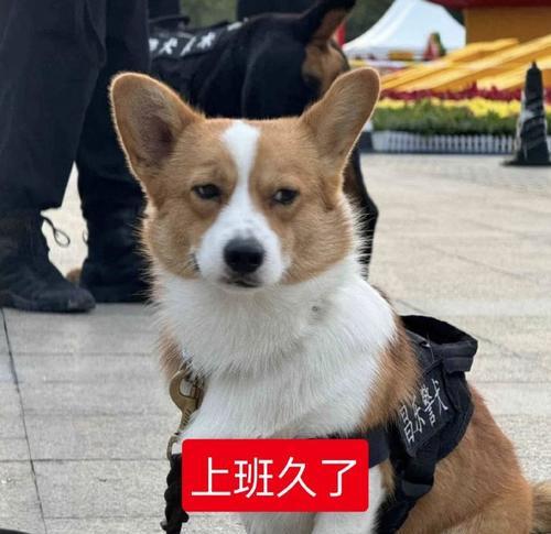 踏踏实实做自己，成为“如此”（踏踏实实做自己，成为“如此”）-第2张图片-学作网
