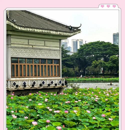 采荷花之旅-第3张图片-学作网