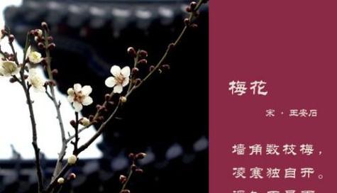 梅花之恋（一朵傲雪凌霜的花，一段平凡却不平凡的爱情）-第2张图片-学作网