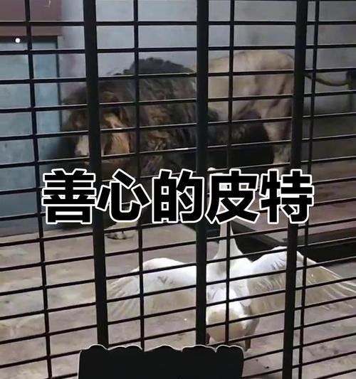 小鸟的友情-第3张图片-学作网